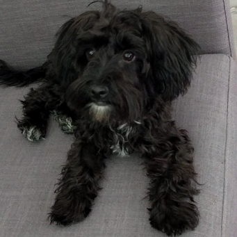 Zoe the dog