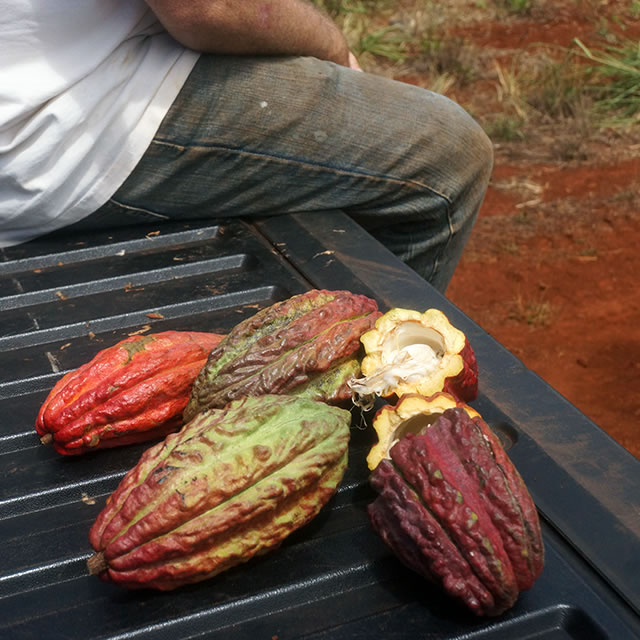 The Chocolate Garage cocoa pods